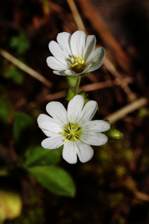 Avr determinato bene? Globularia e Cerastium